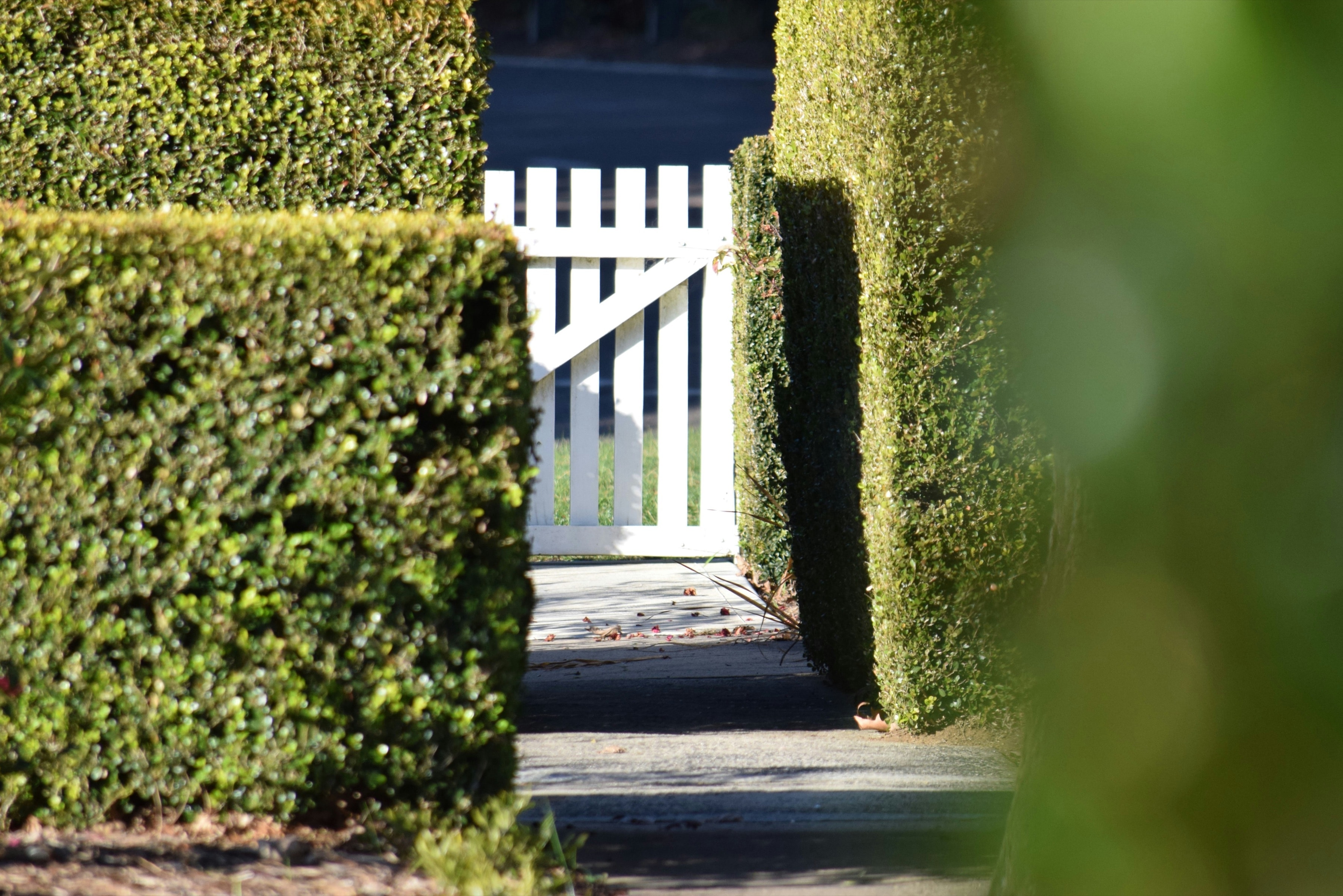 A white garden gate at the end of a sunny path between tall clipped hedges